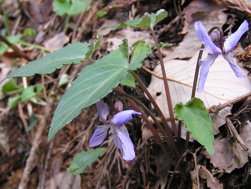 日影林道から城山 -- ナガバノスミレサイシン