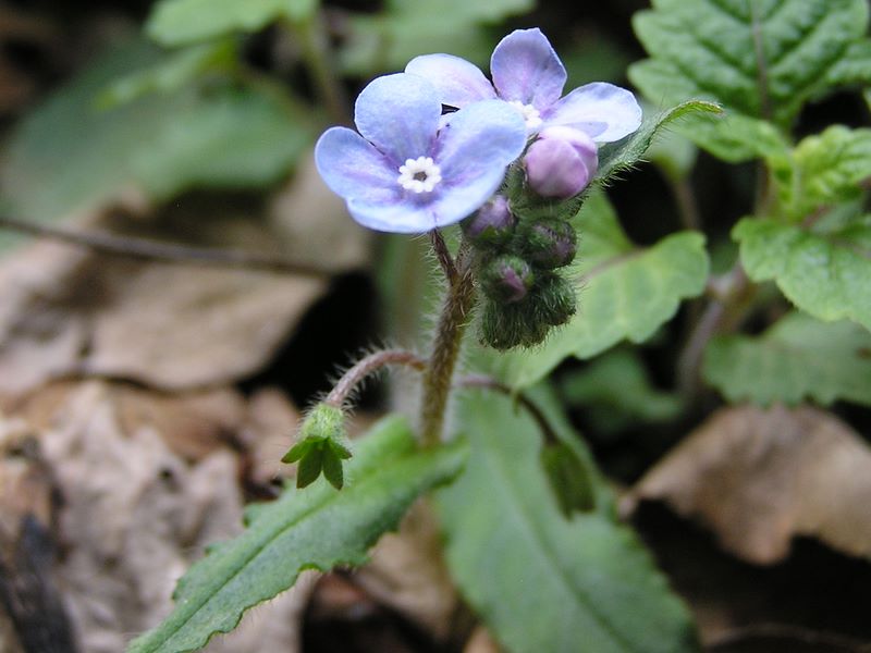 日影林道から城山 -- ヤマルリソウ