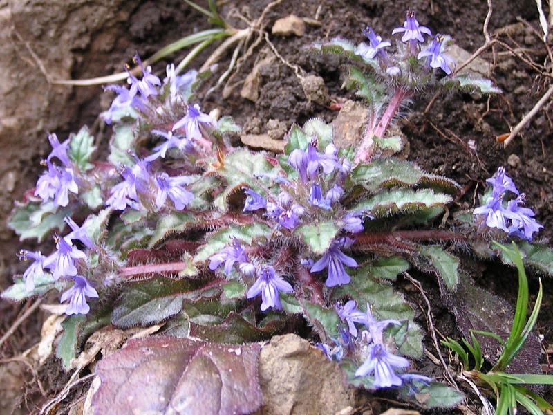 日影林道から城山 -- キランソウ