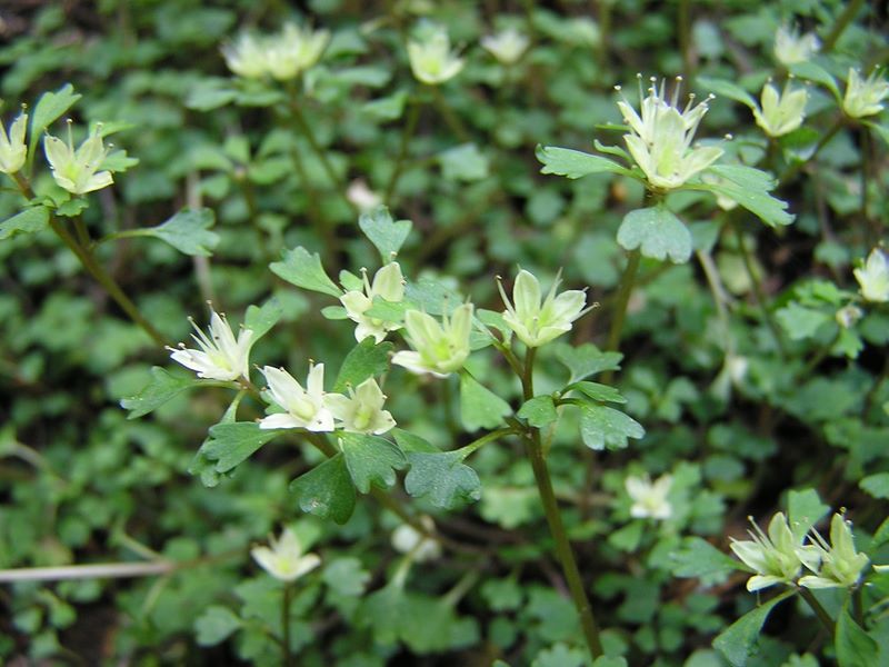 日影林道から城山 -- ハナネコノメ