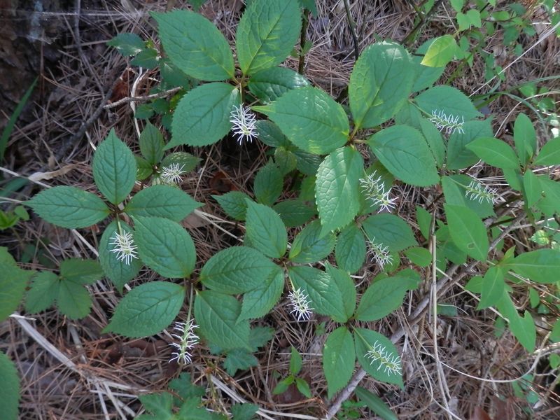 独り暮らしではない、ヒトリシズカ