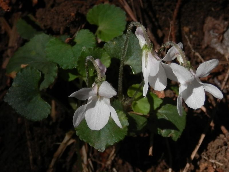 すみれの同定は自信がないのでやめた