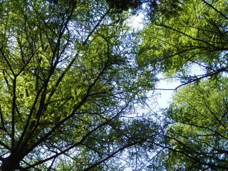 カラマツ林の登山道は