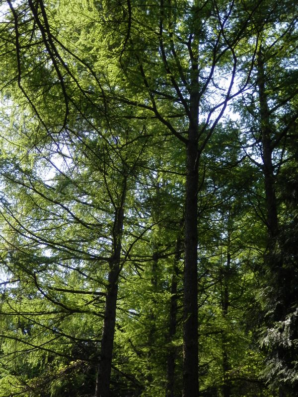 きれいなカラマツの新緑