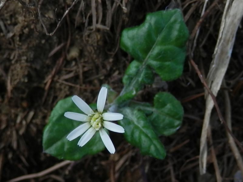 まもなく完全に開くセンボンヤリ