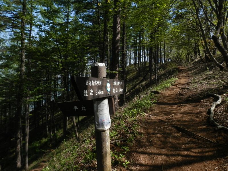 平丸分岐より、焼山方向を望む