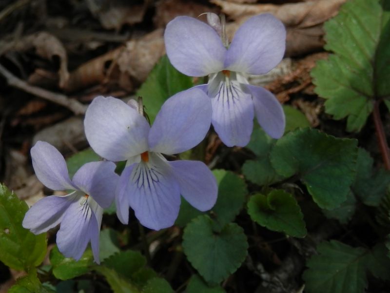 ほんのり紫色なのが上品