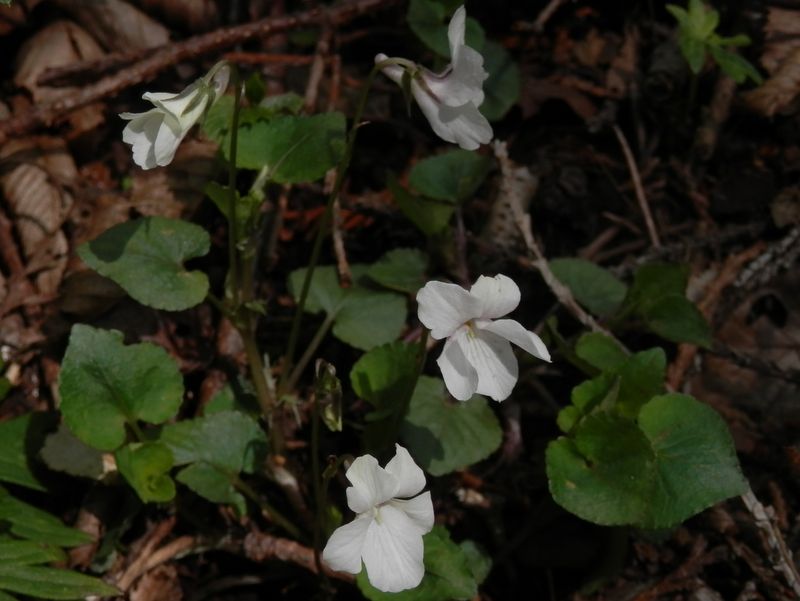 下向きの花弁が幅広の白いすみれ
