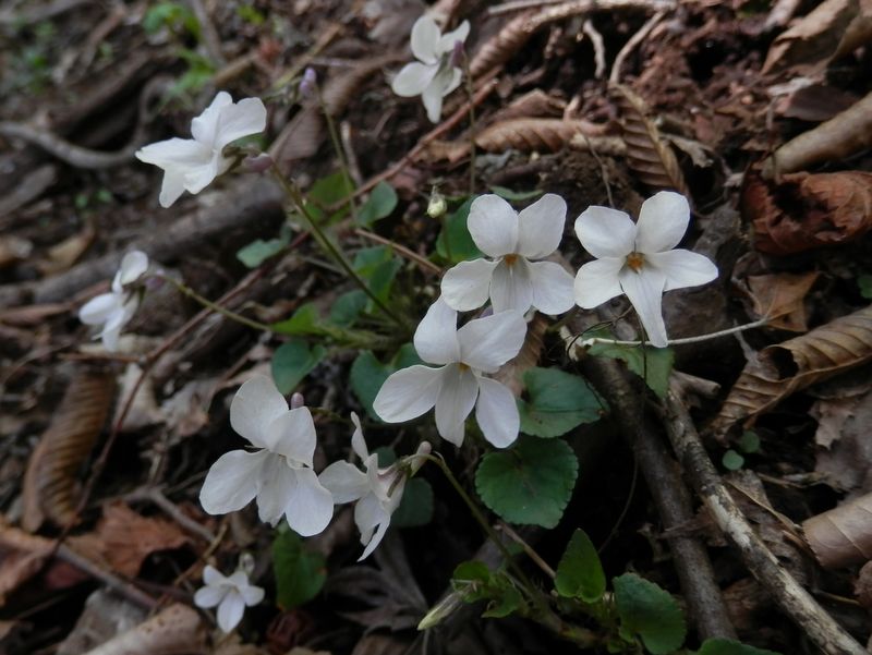 下向き花弁がスリムな白いすみれ
