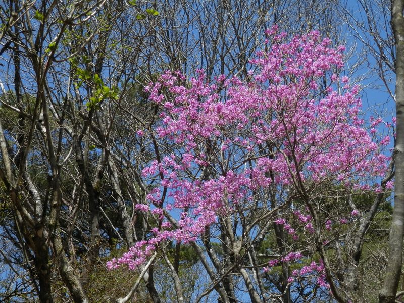 ミツバツツジだろうか