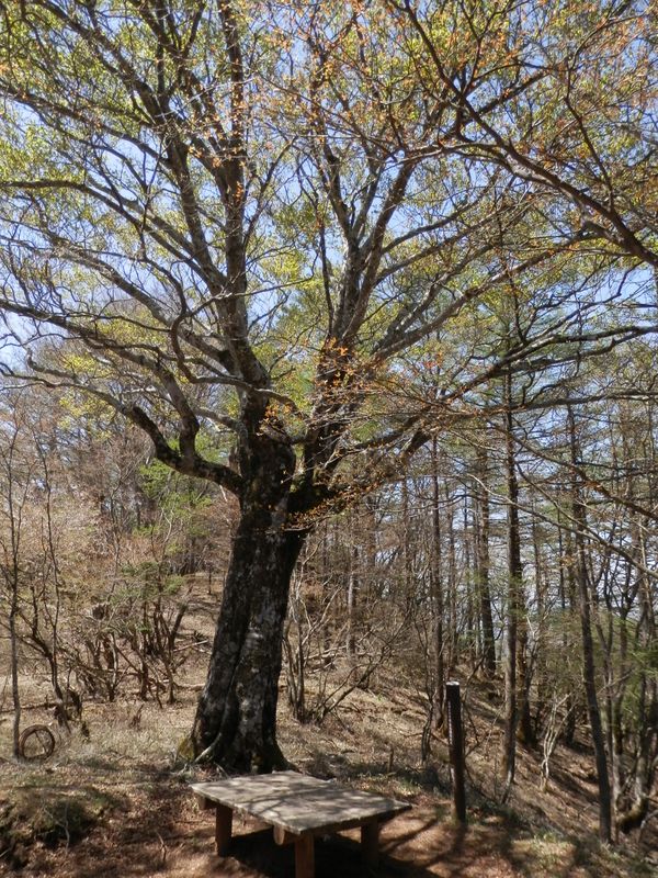 東海自然歩道最高地点のブナ