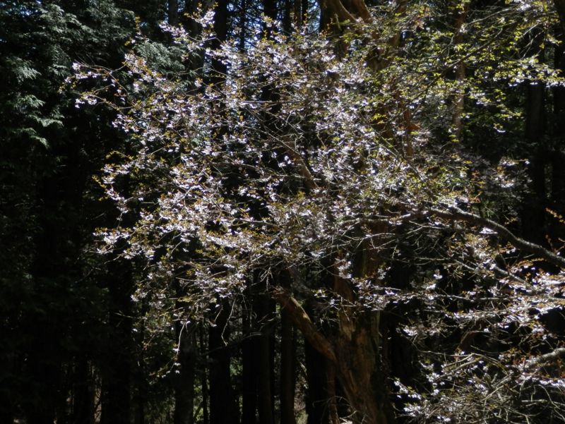 このマメザクラは、実は根元から倒れている