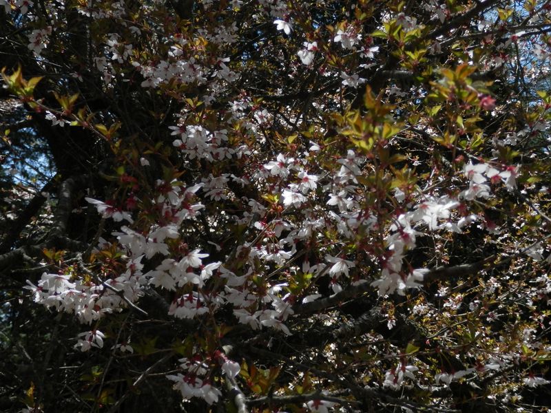 倒れても咲いてこそ桜