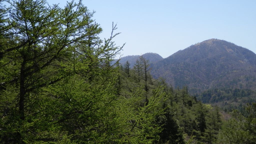 蛭ヶ岳と、新緑のカラマツ