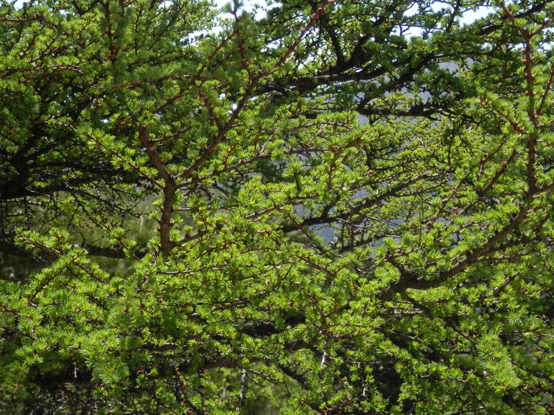 カラマツの新緑