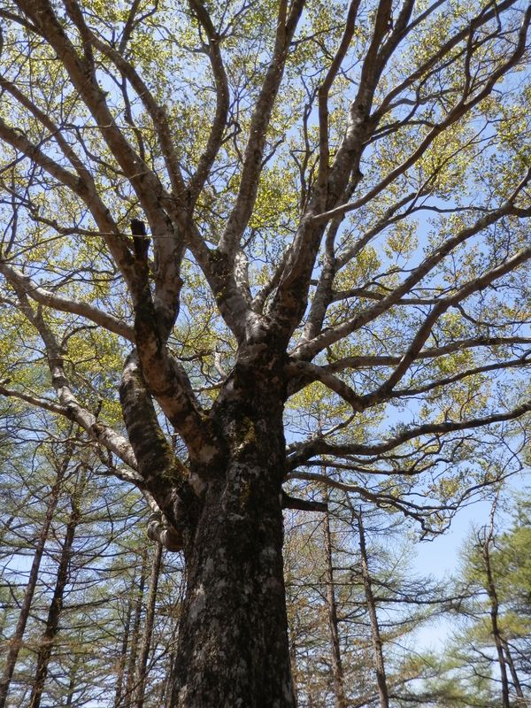 東海自然歩道最高地点のブナをもう一度