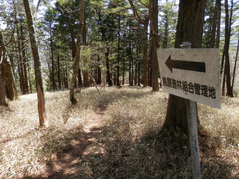 鳥屋造林組合管理地の標識に導かれて