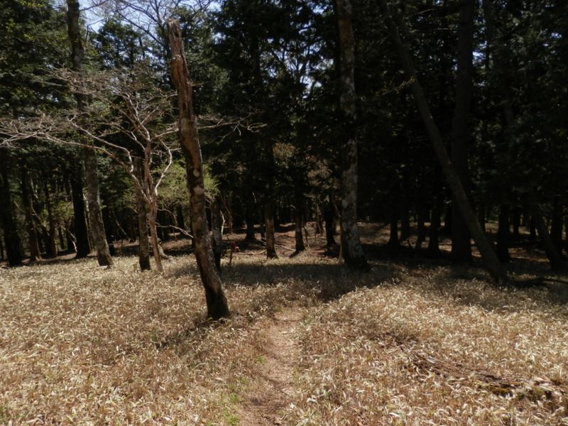 笹原の中に明瞭な踏み跡