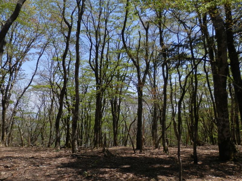 長尾尾根のブナ林に匹敵する美しい林相