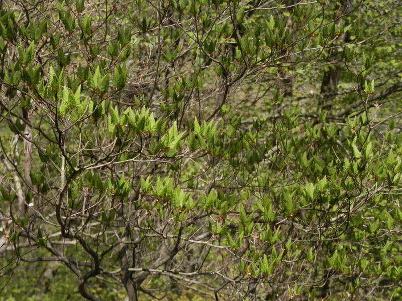 若葉を開き始めたツツジ