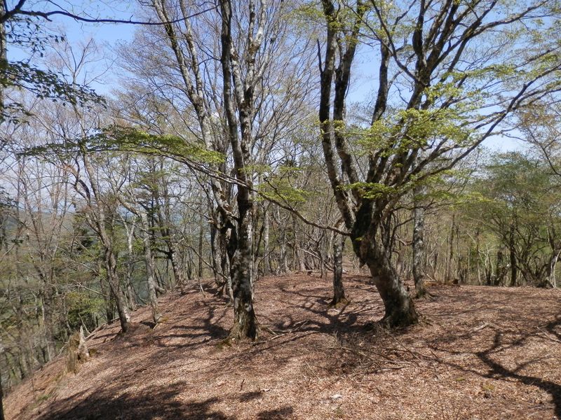 榛ノ木丸山頂の北の広場