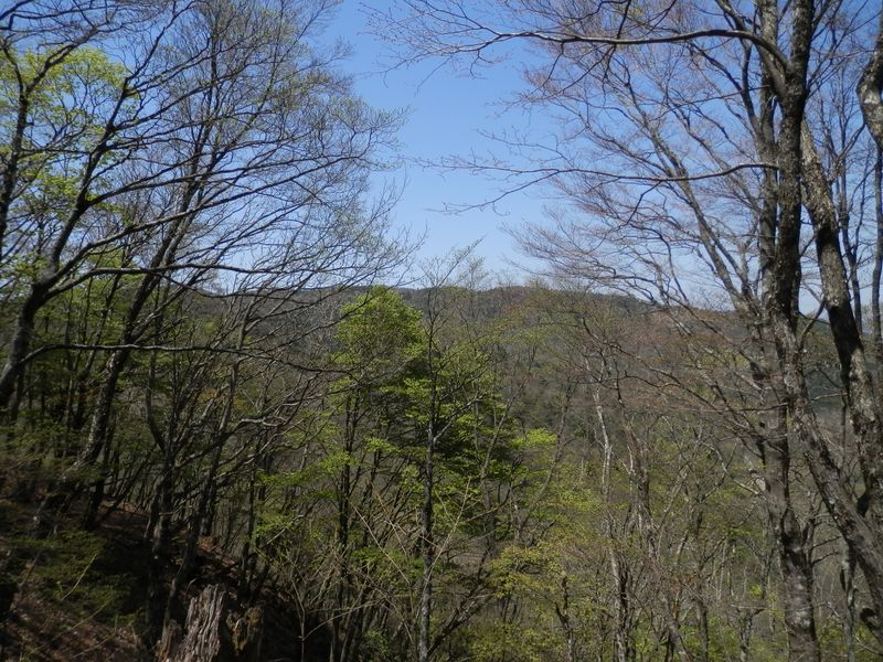 榛ノ木丸山頂より、姫次辺りを望む