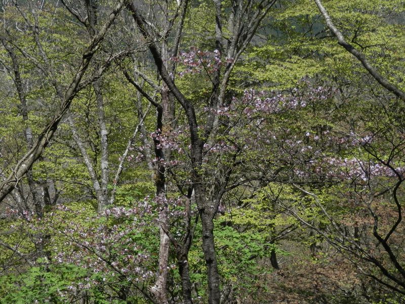 とても背の高いヤマザクラ
