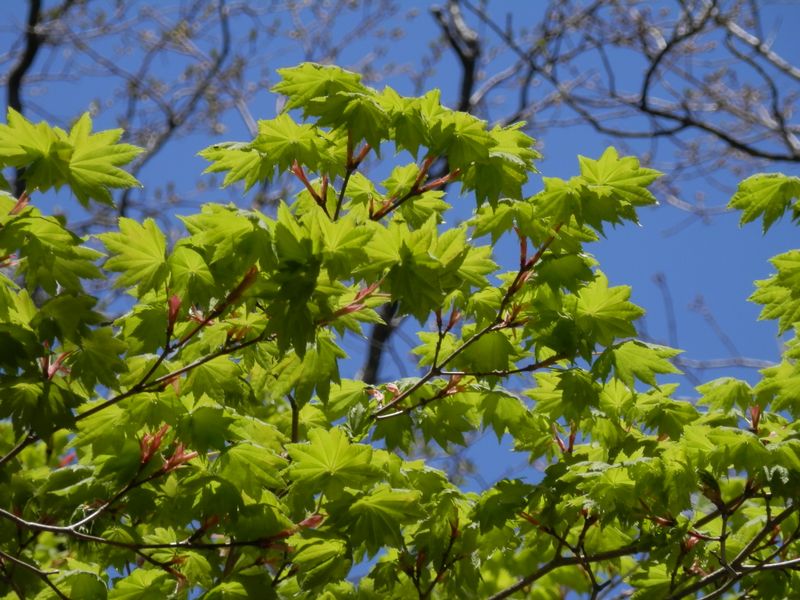 楓の新緑