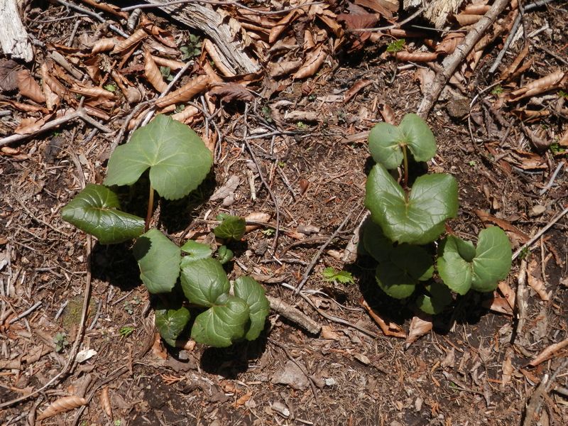マルバダケブキの子供