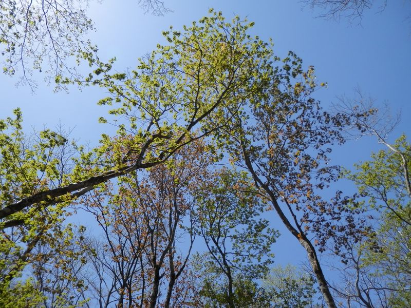 秘密の楽園の空