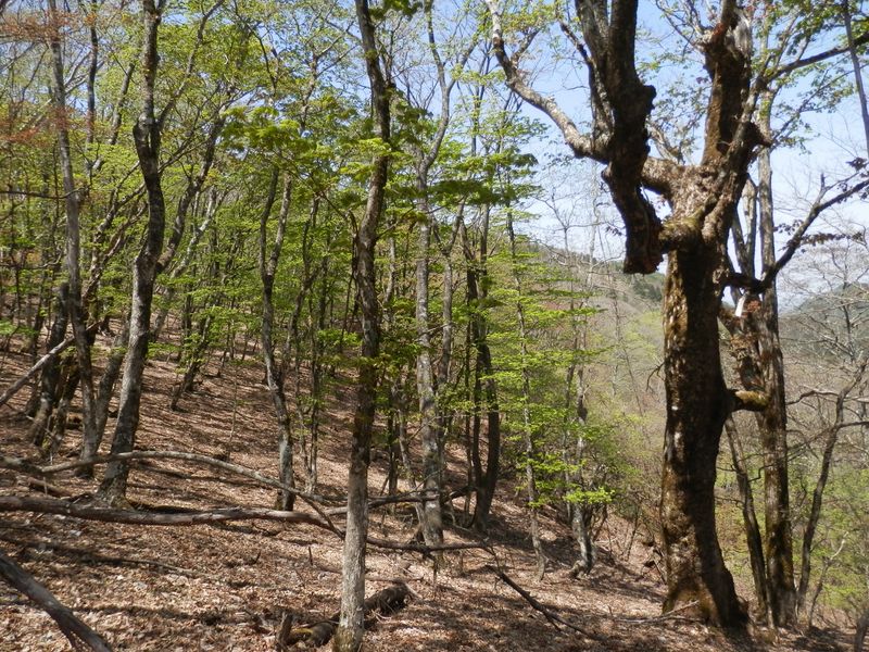 秘密の楽園ではツツドリの声がこだましていた