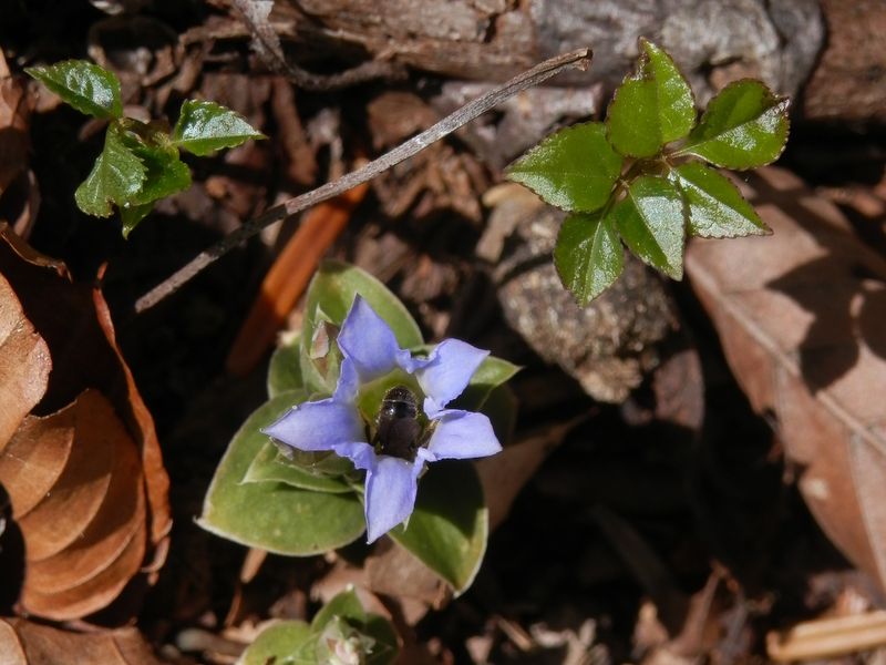 コケリンドウの花に潜り込むのは誰か