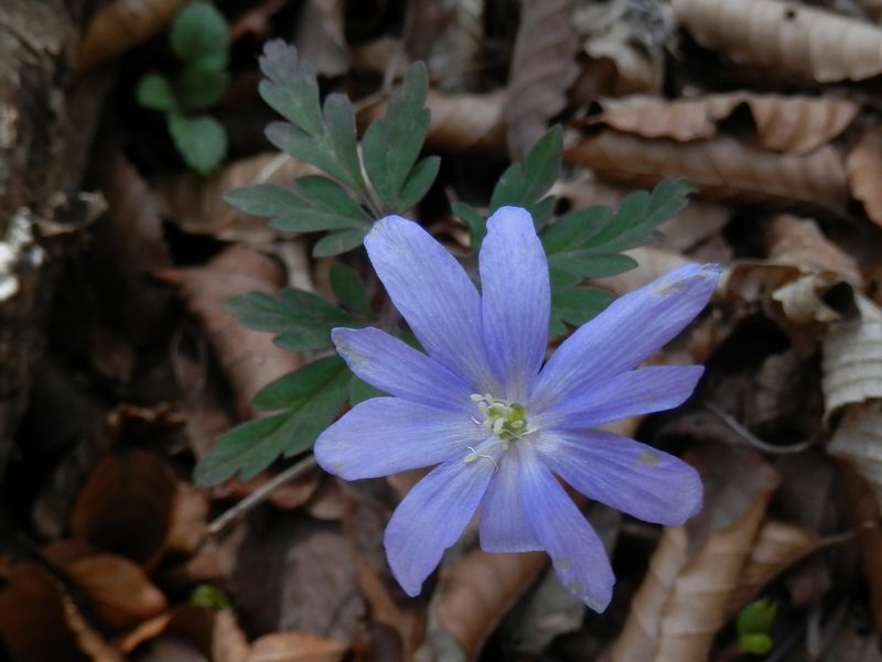 秘密の楽園に咲いていた、キクザキイチゲ