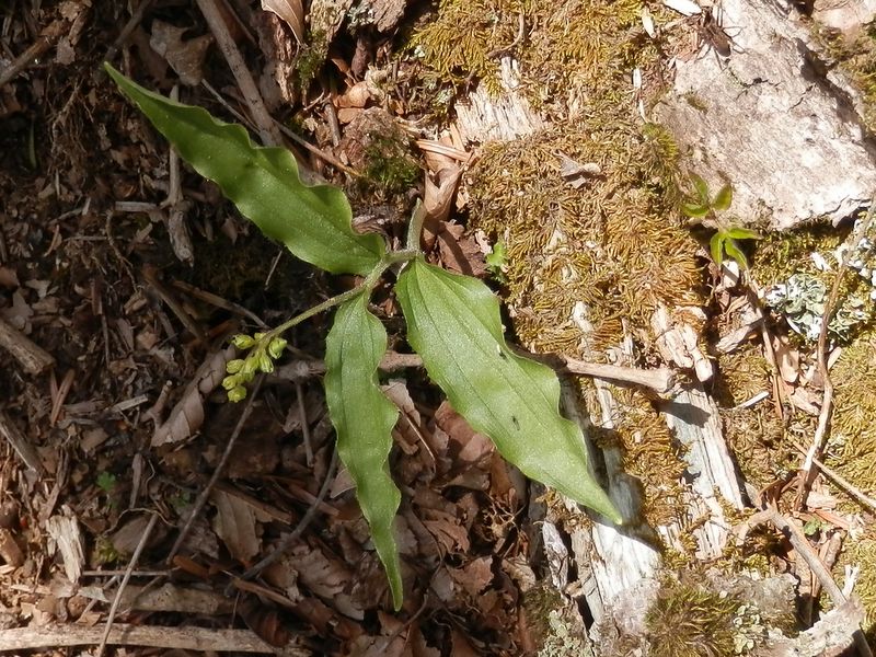 秘密の楽園の一住人