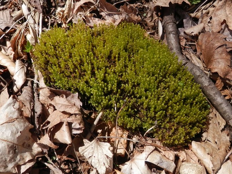 秘密の楽園の苔