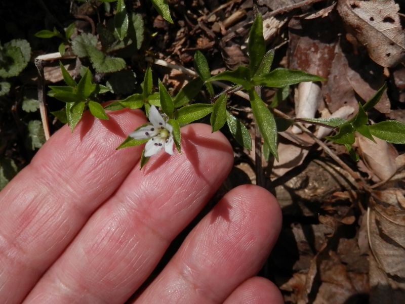 わずかなそよ風にも大きく揺れるワチガイソウ