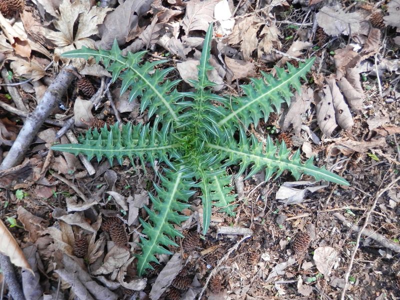 まだトゲも柔らかなアザミ