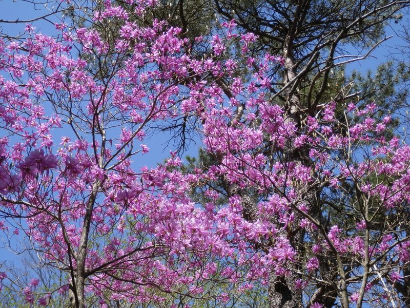 あのツツジが気になって