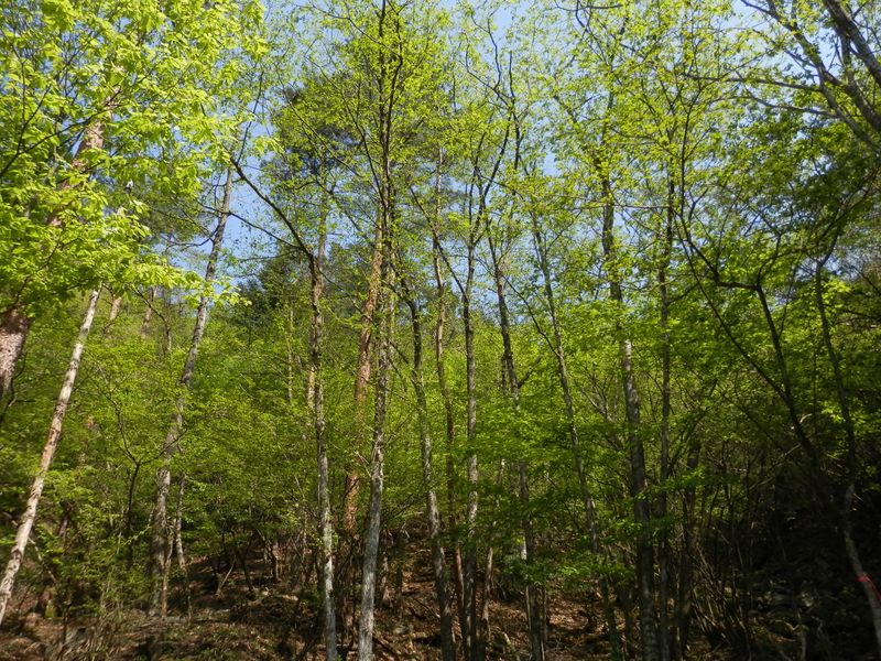 ここの緑はひと際まぶしかった