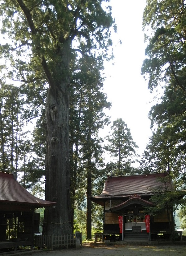 諏訪神社の大杉