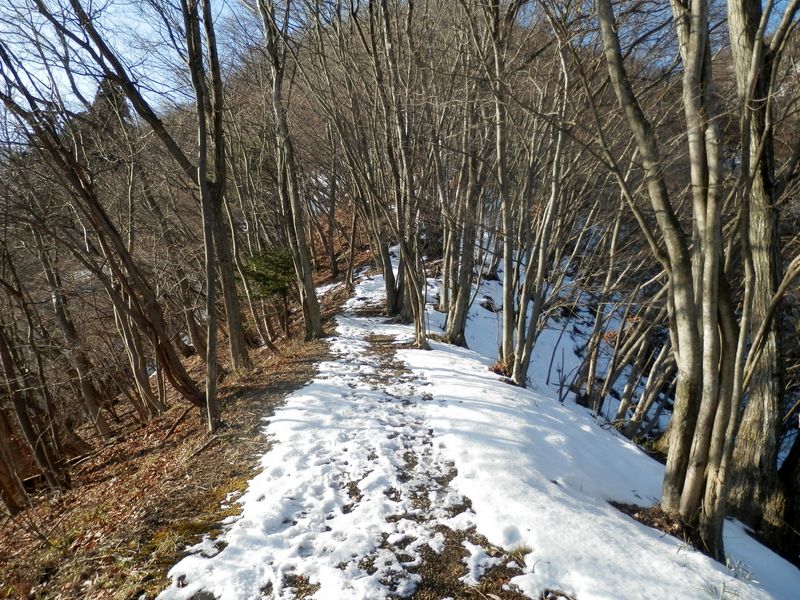 明るい広葉樹林帯