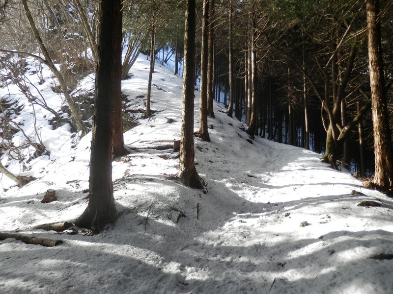 これよりしばらく登る檜林のジグザグ道