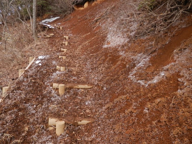 霜柱が登山道を耕してあった