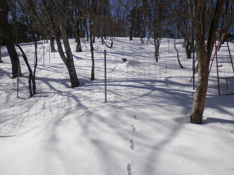 ウサギかな。キツネかな。