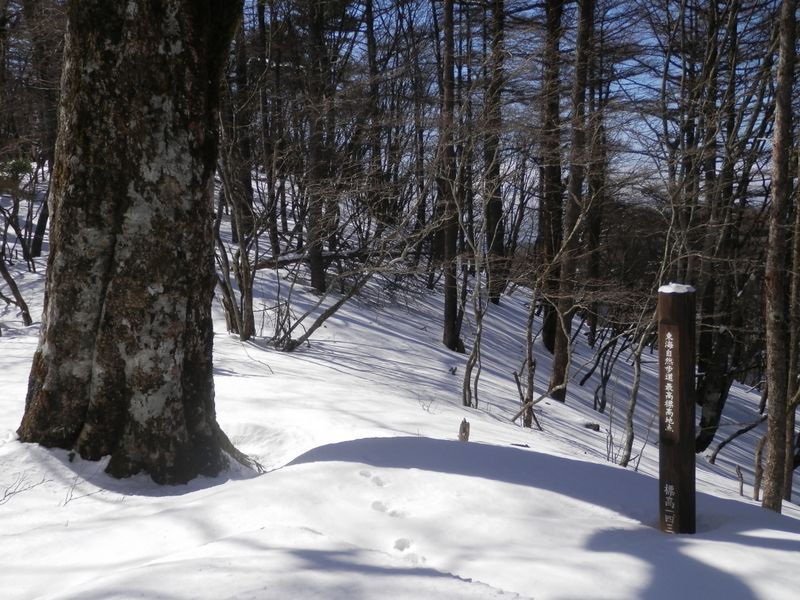 東海自然歩道最高標高地点のブナ