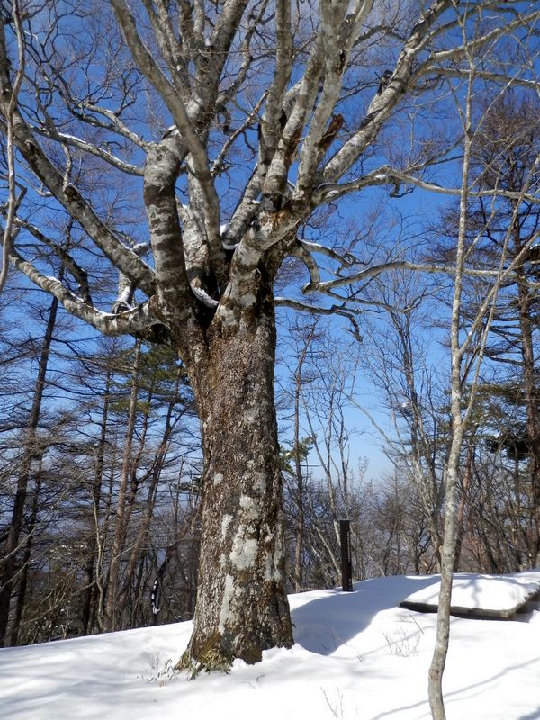 再び東海自然歩道最高地点のブナ