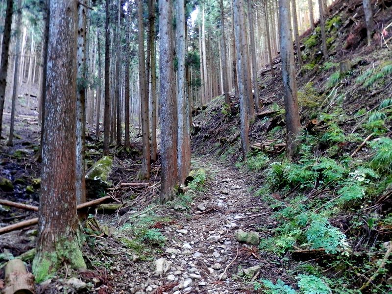 まずは、植林帯を緩やかに歩く