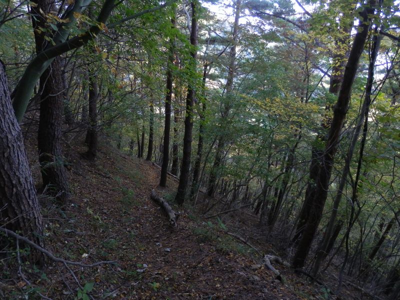 黒味を帯びたアカマツと広葉樹の混合林