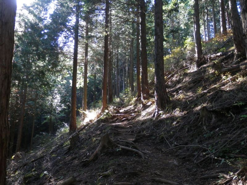 日が差すと足取りも軽く