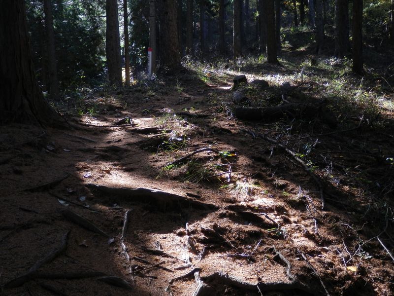 カラマツの落葉を踏んで